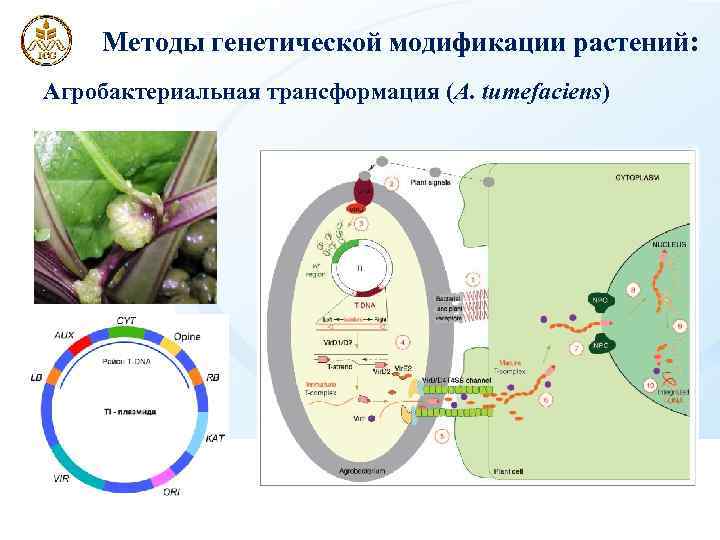 Методы генетической модификации растений: Агробактериальная трансформация (A. tumefaciens) 