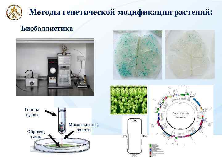 Методы генетической модификации растений: Биобаллистика Генная пушка Образец ткани Микрочастицы золота 