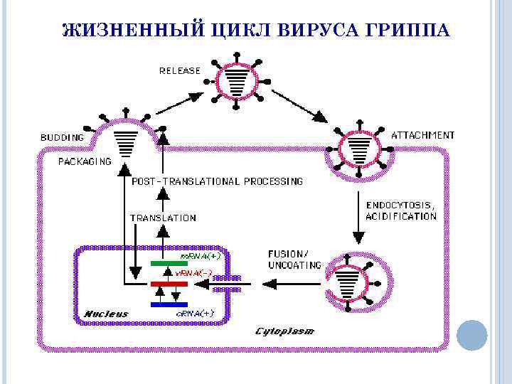 Жизненный цикл вируса