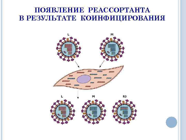 ПОЯВЛЕНИЕ РЕАССОРТАНТА В РЕЗУЛЬТАТЕ КОИНФИЦИРОВАНИЯ 