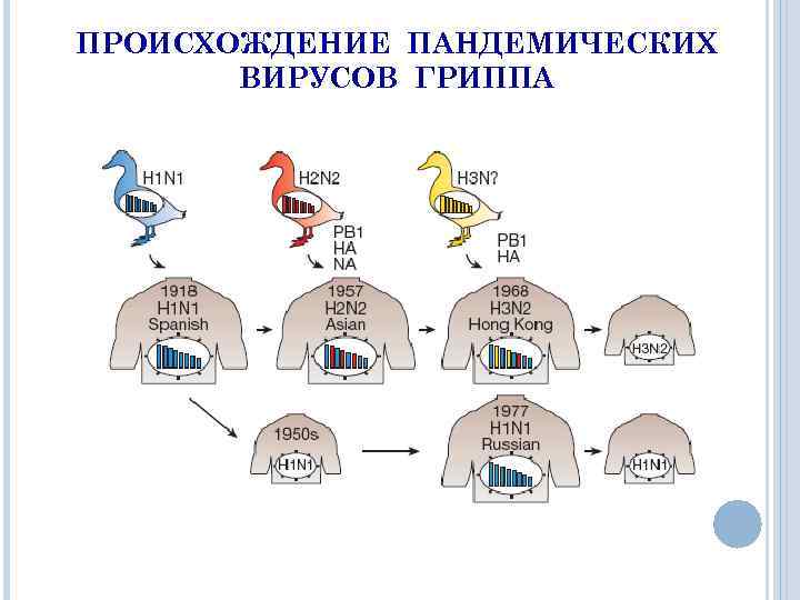 ПРОИСХОЖДЕНИЕ ПАНДЕМИЧЕСКИХ ВИРУСОВ ГРИППА 