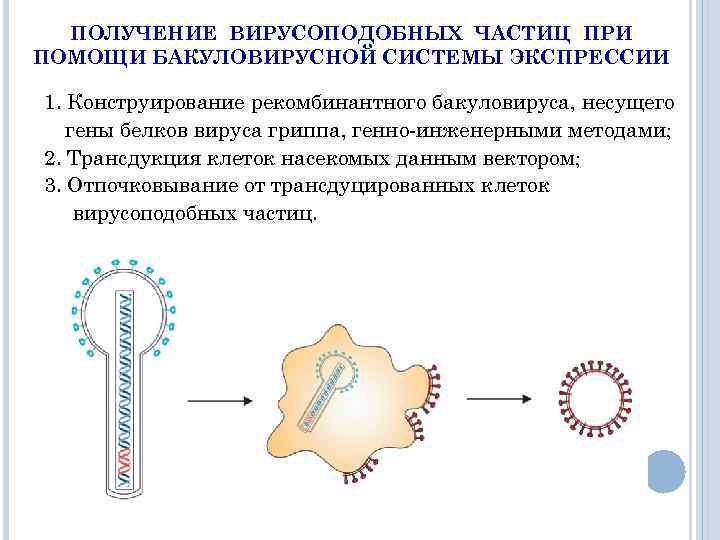 ПОЛУЧЕНИЕ ВИРУСOПОДОБНЫХ ЧАСТИЦ ПРИ ПОМОЩИ БАКУЛОВИРУСНОЙ СИСТЕМЫ ЭКСПРЕССИИ 1. Конструирование рекомбинантного бакуловируса, несущего гены