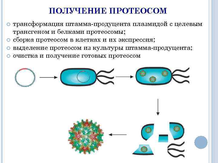 Очистка плазмид