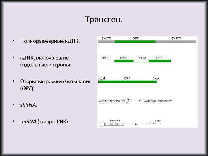 Трансген. • Полноразмерные к. ДНК. • к. ДНК, включающие отдельные интроны. • Открытые рамки