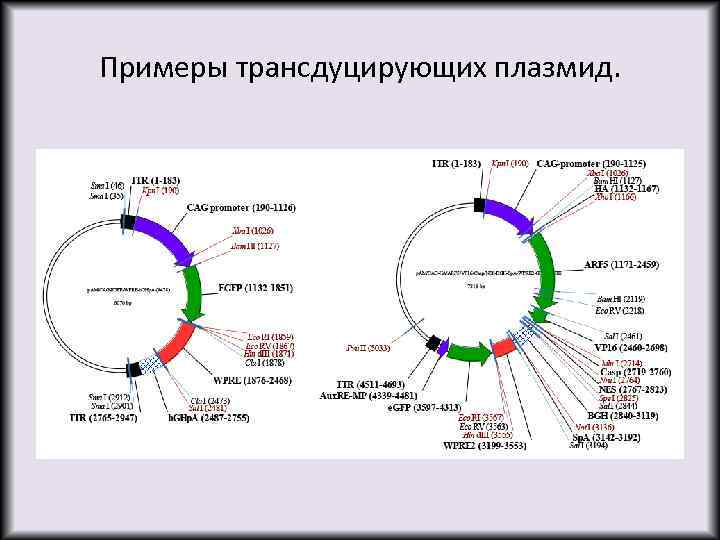 Примеры трансдуцирующих плазмид. 