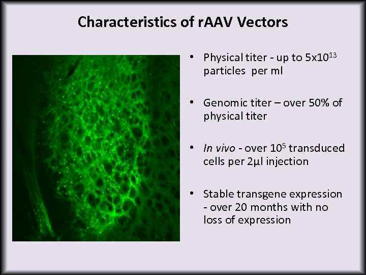 Characteristics of r. AAV Vectors • Physical titer - up to 5 x 1013