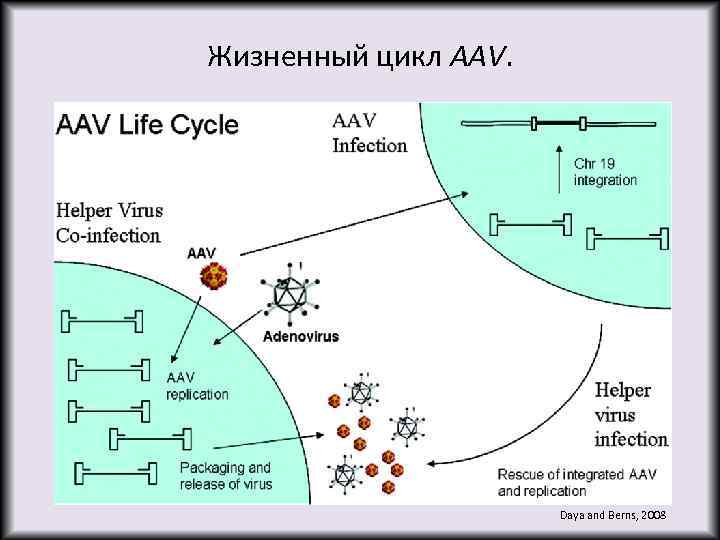 Жизненный цикл AAV. Daya and Berns, 2008 