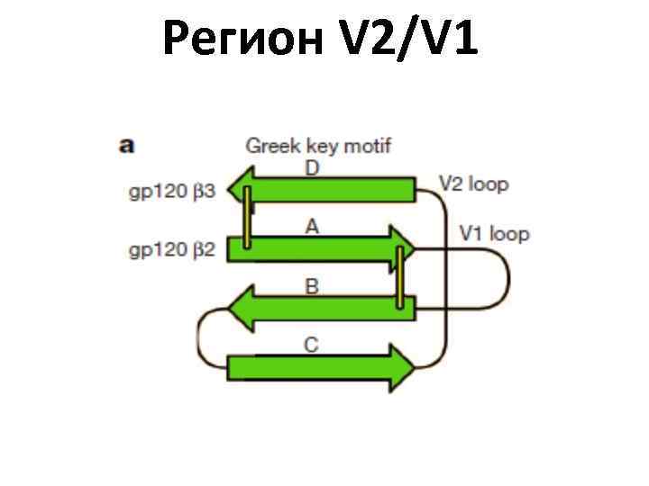 Регион V 2/V 1 