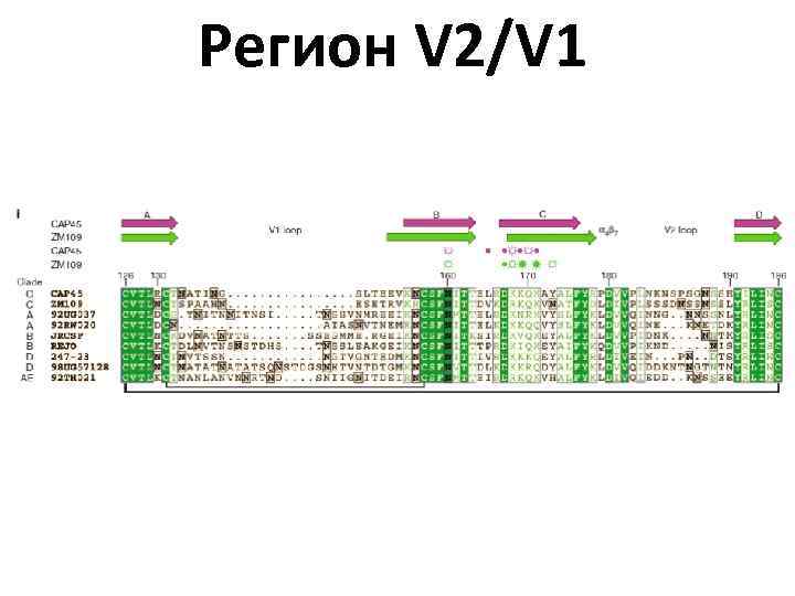 Регион V 2/V 1 