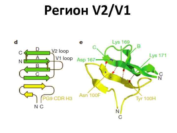 Регион V 2/V 1 