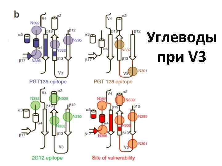 Углеводы при V 3 