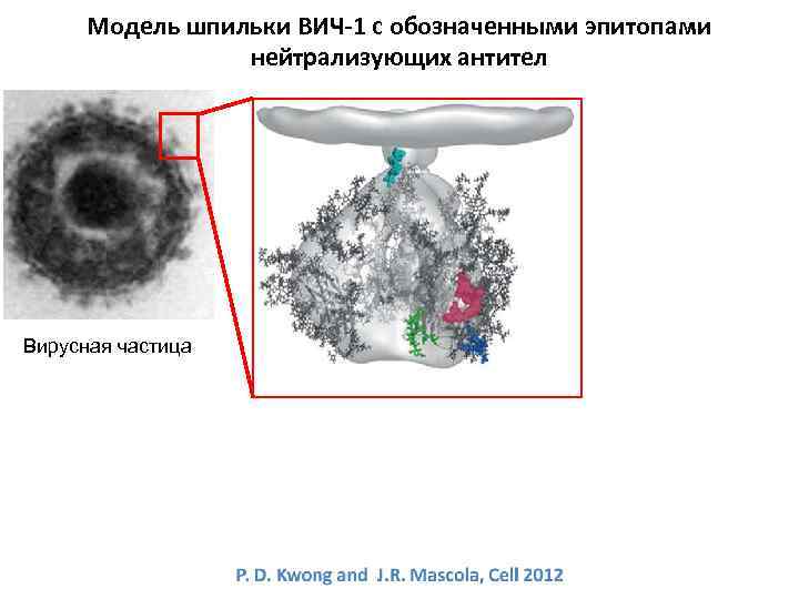 Модель шпильки ВИЧ-1 с обозначенными эпитопами нейтрализующих антител Вирусная частица 