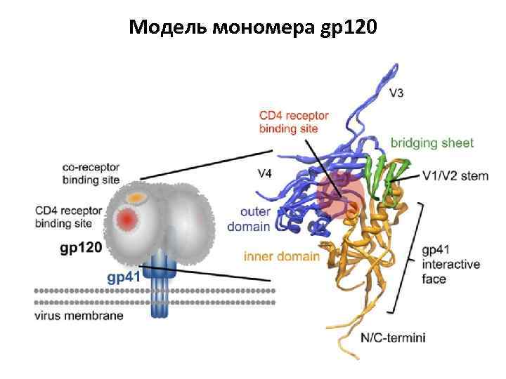 Модель мономера gp 120 