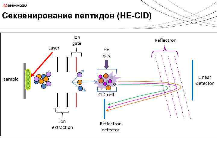 Секвенирование пептидов (HE-CID) 