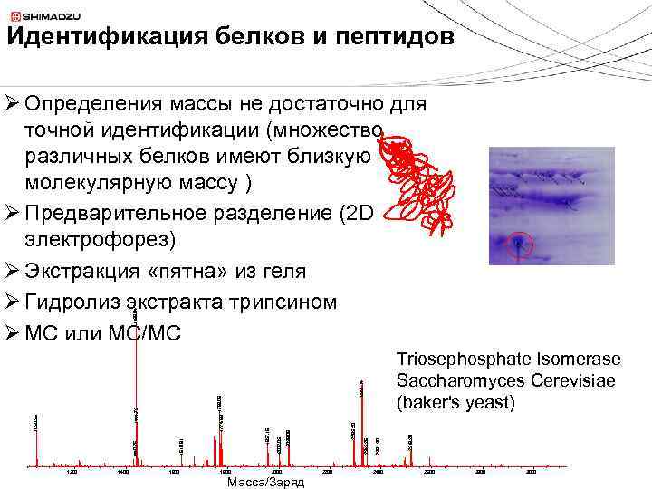 Идентификация белков и пептидов 1439. 84 Ø Определения массы не достаточно для точной идентификации