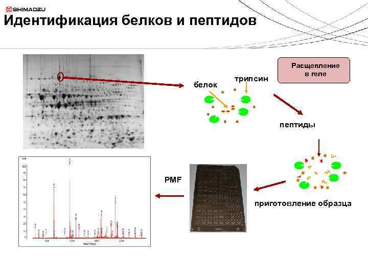 Идентификация белков и пептидов белок трипсин Расщепление в геле пептиды PMF приготовление образца 