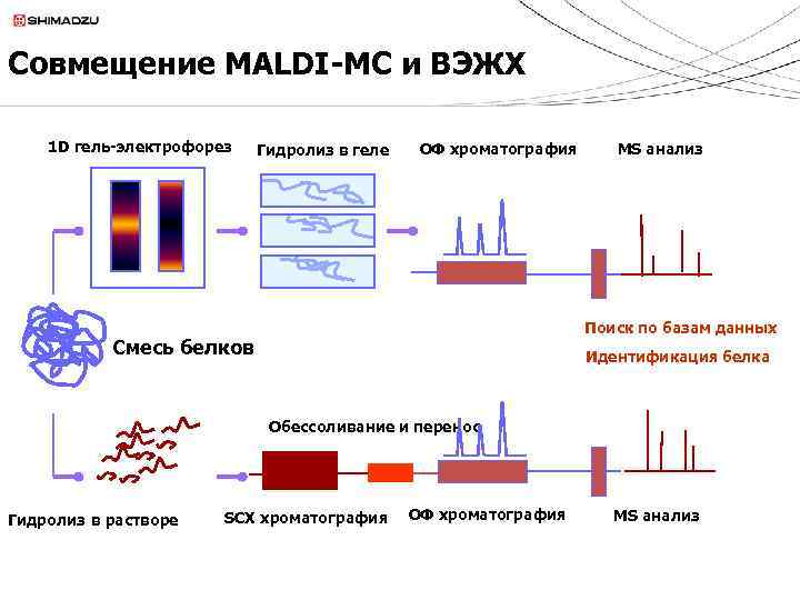 Совмещение MALDI-МС и ВЭЖХ 1 D гель-электрофорез Гидролиз в геле ОФ хроматография MS анализ