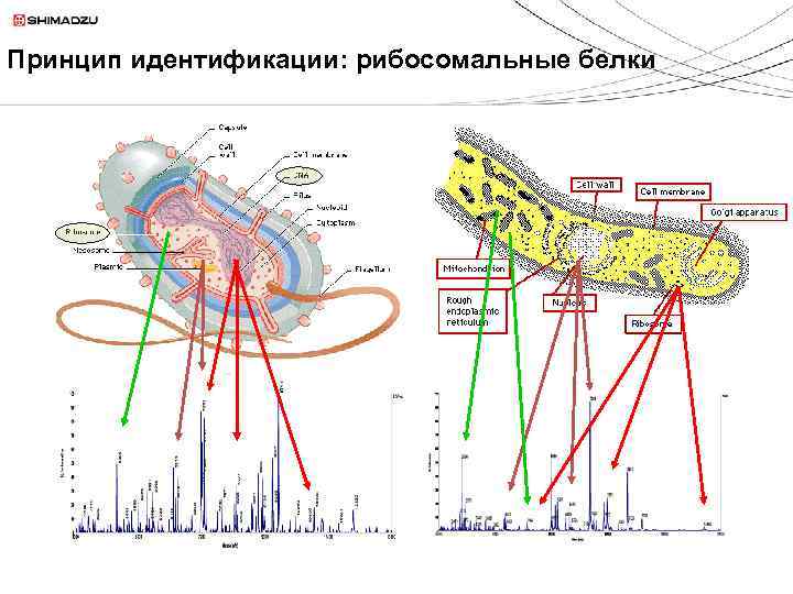 Принцип идентификации: рибосомальные белки 