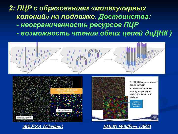 2: ПЦР с образованием «молекулярных колоний» на подложке. Достоинства: - неограниченность ресурсов ПЦР -