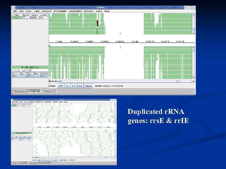 Duplicated r. RNA genes: rrs. E & rr. IE 