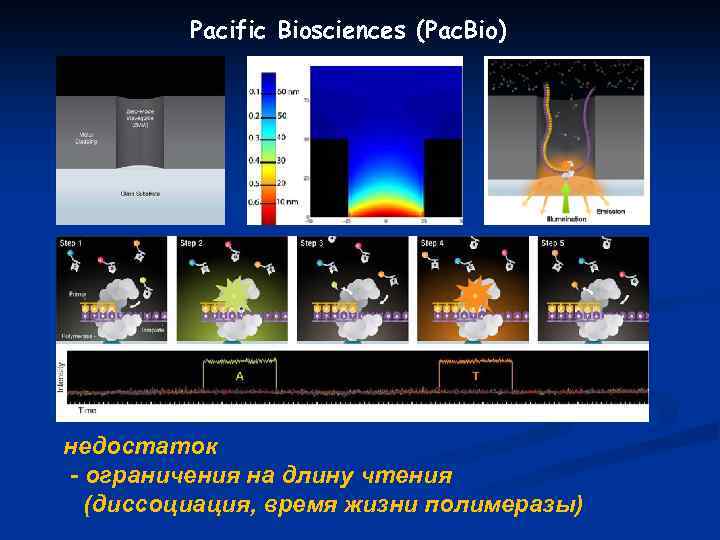 Pacific Biosciences (Pac. Bio) недостаток - ограничения на длину чтения (диссоциация, время жизни полимеразы)