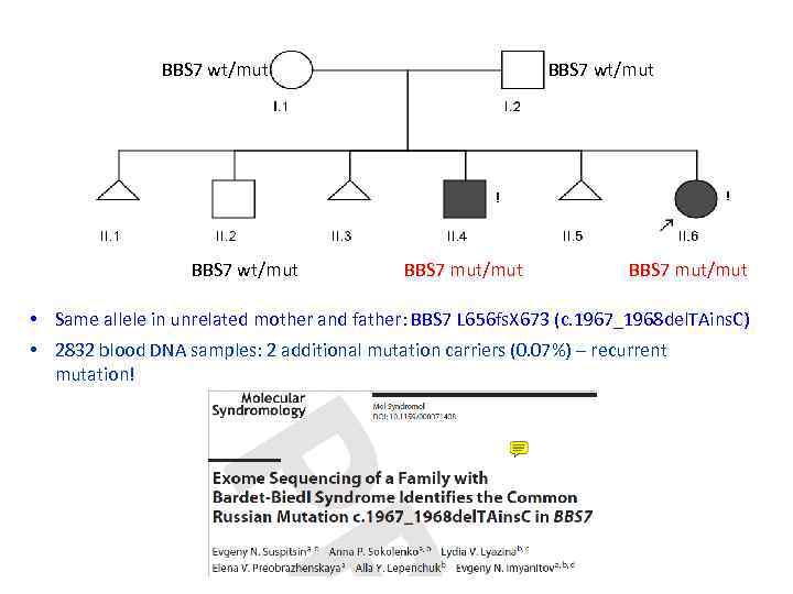 BBS 7 wt/mut BBS 7 mut/mut • Same allele in unrelated mother and father: