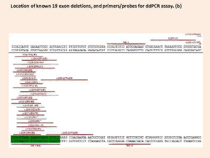 Location of known 19 exon deletions, and primers/probes for dd. PCR assay. (b) 