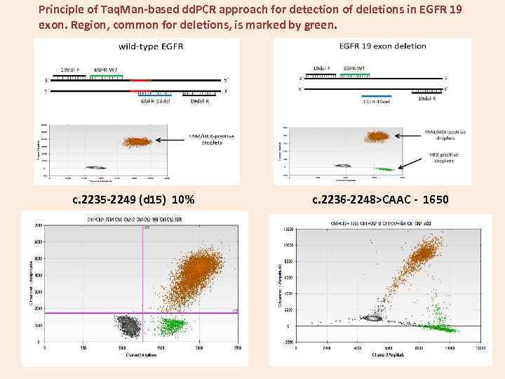 Principle of Taq. Man-based dd. PCR approach for detection of deletions in EGFR 19