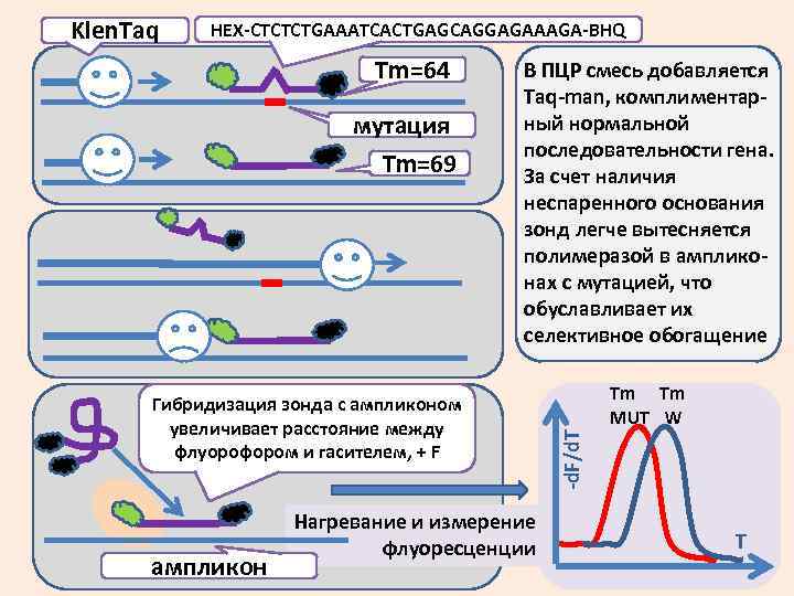 HEX-CTCTCTGAAATCACTGAGCAGGAGAAAGA-BHQ Tm=64 мутация Tm=69 В ПЦР смесь добавляется Taq-man, комплиментарный нормальной последовательности гена. За