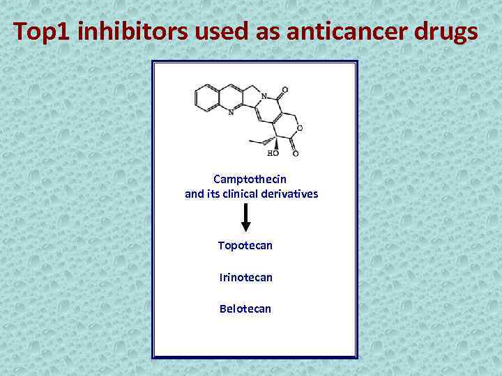 Top 1 inhibitors used as anticancer drugs Camptothecin and its clinical derivatives Topotecan Irinotecan