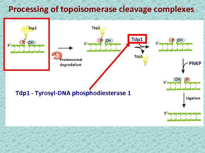 Processing of topoisomerase cleavage complexes Tdp 1 - Tyrosyl-DNA phosphodiesterase 1 