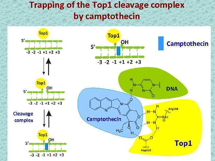 Trapping of the Top 1 cleavage complex by camptothecin Camptothecin DNA Cleavage complex Camptothecin