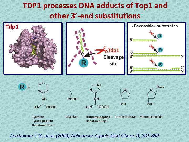 TDP 1 processes DNA adducts of Top 1 and other 3’-end substitutions Tdp 1