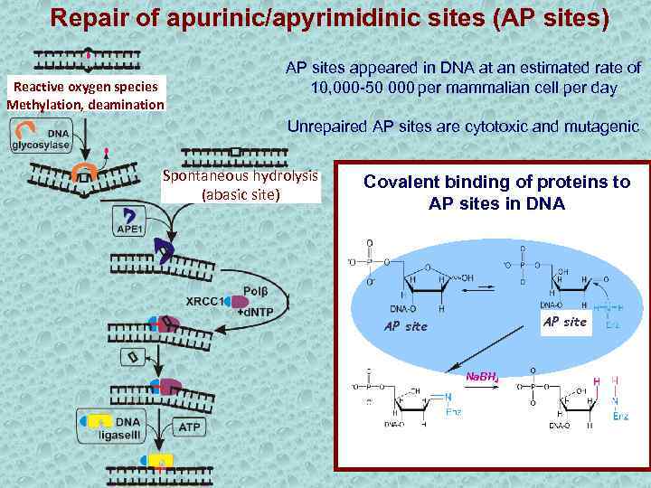 Repair of apurinic/apyrimidinic sites (AP sites) Reactive oxygen species Methylation, deamination АР sites appeared