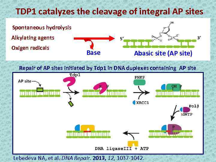 TDP 1 catalyzes the cleavage of integral AP sites Spontaneous hydrolysis Alkylating agents Oxigen