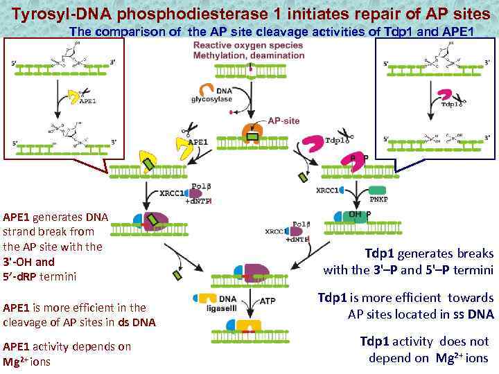 Tyrosyl-DNA phosphodiesterase 1 initiates repair of AP sites The comparison of the AP site