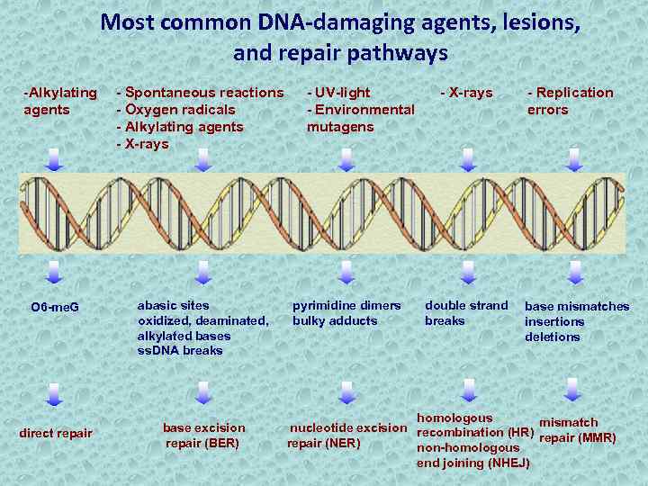 Most common DNA-damaging agents, lesions, and repair pathways -Alkylating agents - Spontaneous reactions -