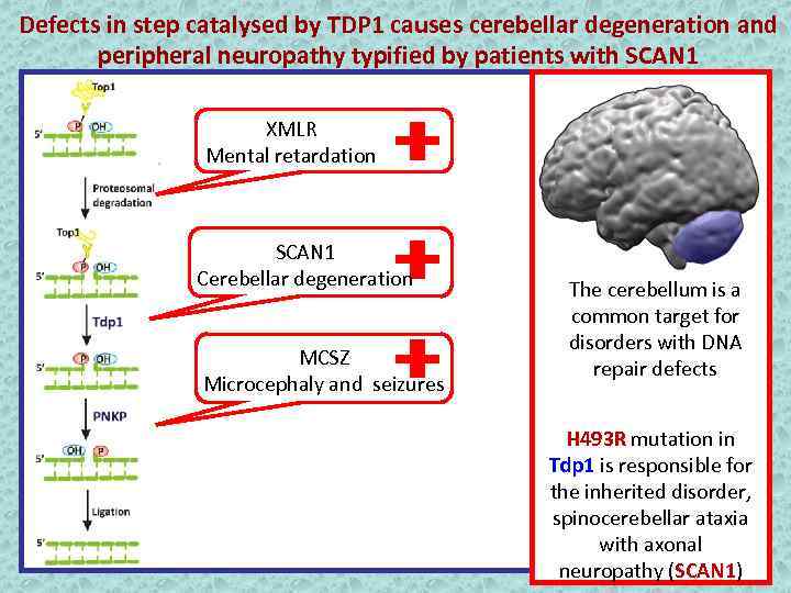 Defects in step catalysed by TDP 1 causes cerebellar degeneration and peripheral neuropathy typified