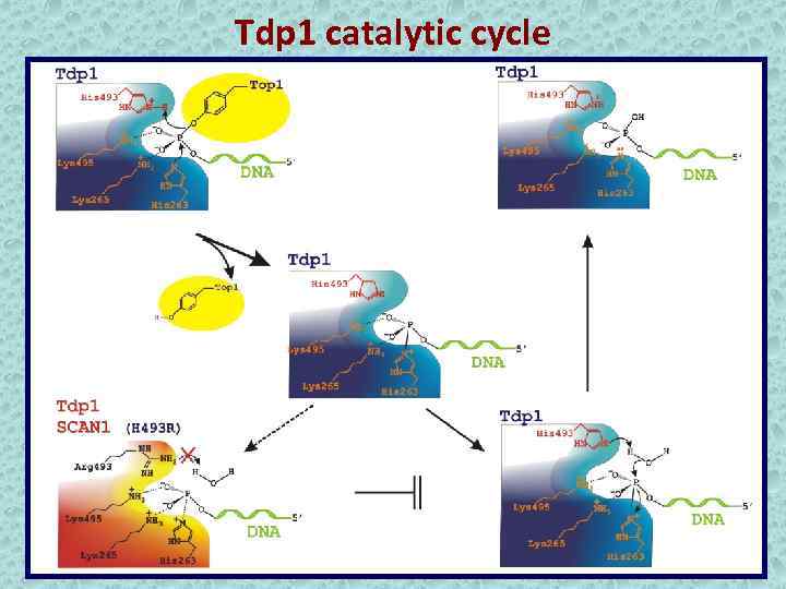 Tdp 1 catalytic cycle 