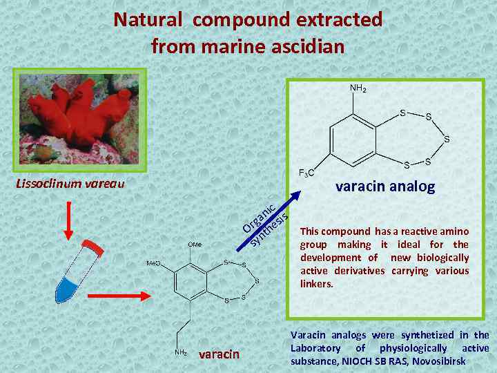 Natural compound extracted from marine ascidian Lissoclinum vareau varacin analog nic is a rg