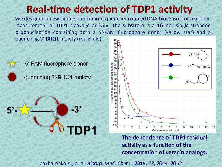 Real-time detection of TDP 1 activity We designed a new simple fluorophore-quencher coupled DNA-biosensor