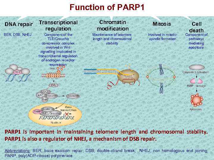 Function of PARP 1 DNA repair Transcriptional regulation Chromatin modification Mitosis BER, DSB, NHEJ