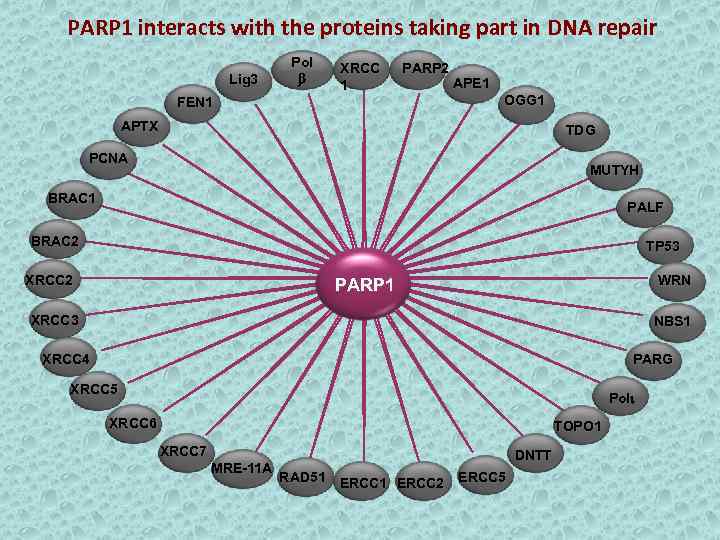PARP 1 interacts with the proteins taking part in DNA repair Lig 3 Pol