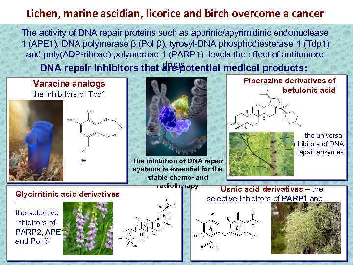 Lichen, marine ascidian, licorice and birch overcome a cancer The activity of DNA repair