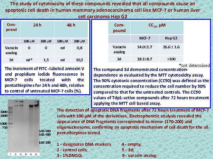 The study of cytotoxicity of these compounds revealed that all compounds cause an apoptotic