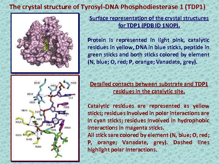 The crystal structure of Tyrosyl-DNA Phosphodiesterase 1 (TDP 1) Surface representation of the crystal