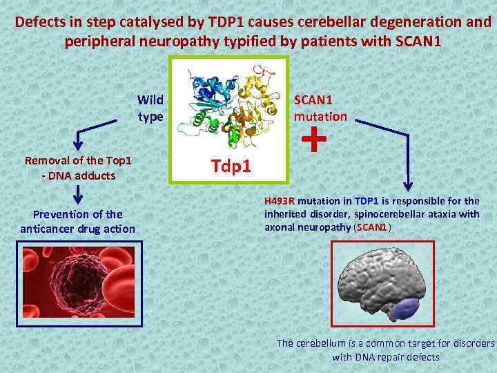 Defects in step catalysed by TDP 1 causes cerebellar degeneration and peripheral neuropathy typified