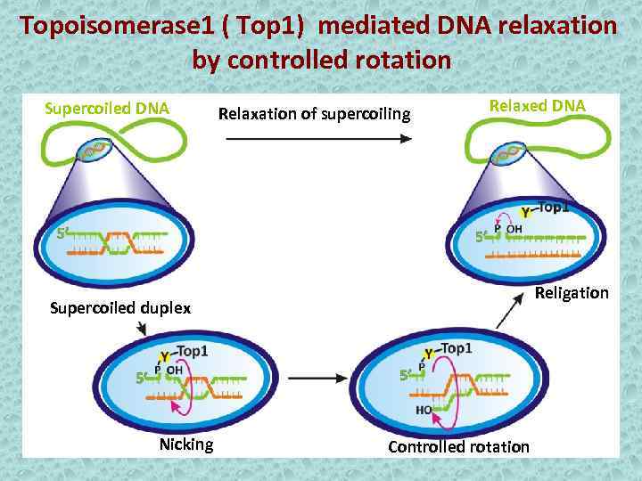 Topoisomerase 1 ( Top 1) mediated DNA relaxation by controlled rotation Supercoiled DNA Relaxation