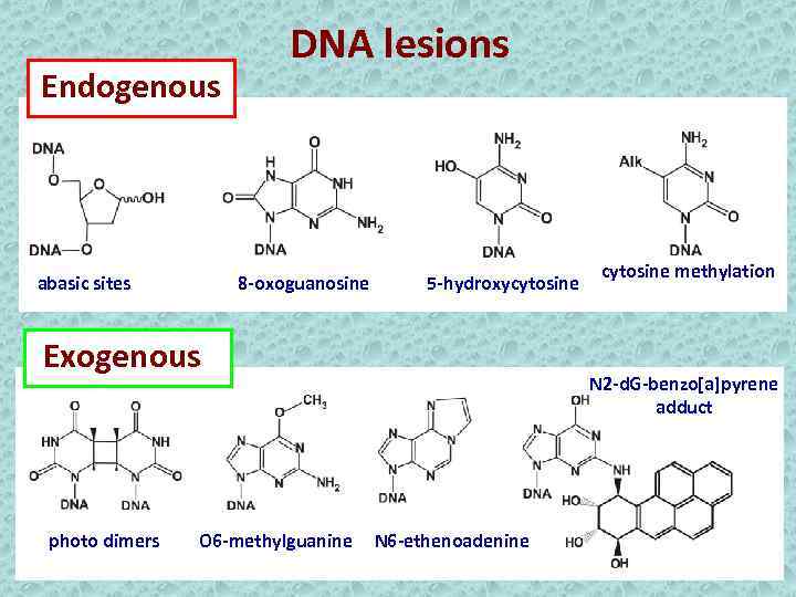 Endogenous abasic sites DNA lesions 8 -oxoguanosine 5 -hydroxycytosine Exogenous photo dimers O 6