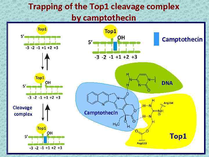 Trapping of the Top 1 cleavage complex by camptothecin Camptothecin DNA Cleavage complex Camptothecin